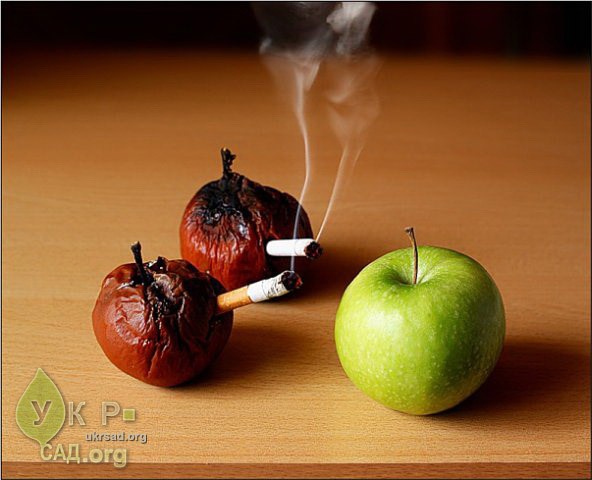 https://img-fotki.yandex.ru/get/4911/uasad-com.43/0_6e0d5_40797774_xl